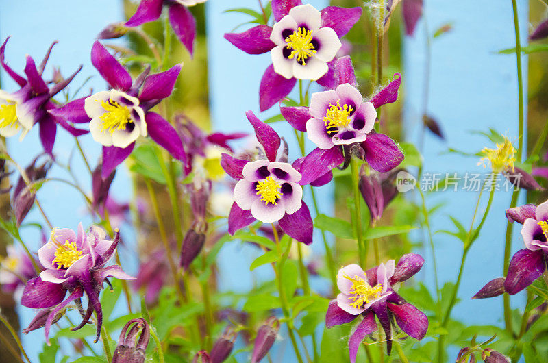 在巴塔哥尼亚的Aquilegia Caerulea花